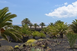 Lanzarote : l'île préservée de Manrique