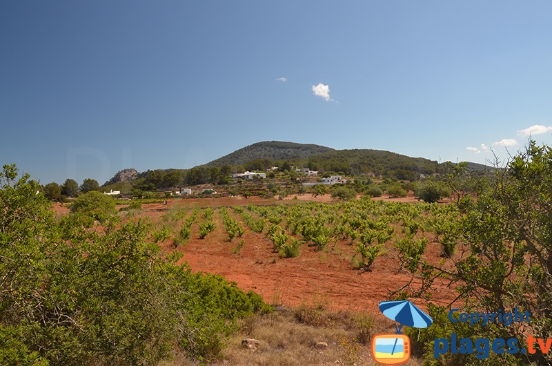 Vineyards in Ibiza